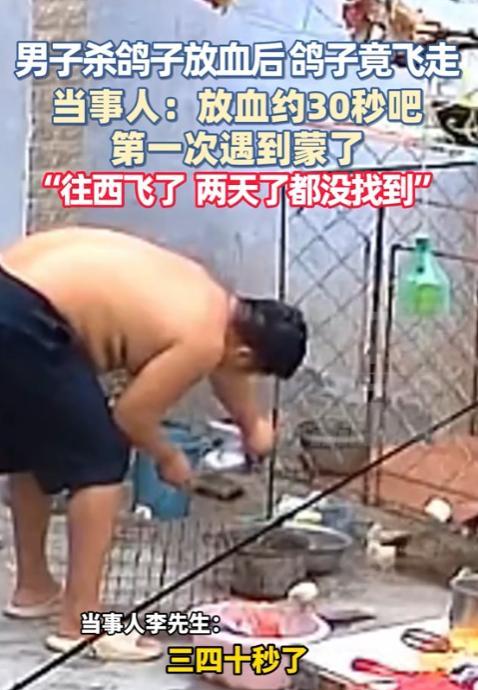 万物皆有灵性！河南开封，男子杀鸽子放血三四十秒后，鸽子竟然自己又飞走了。直接往西