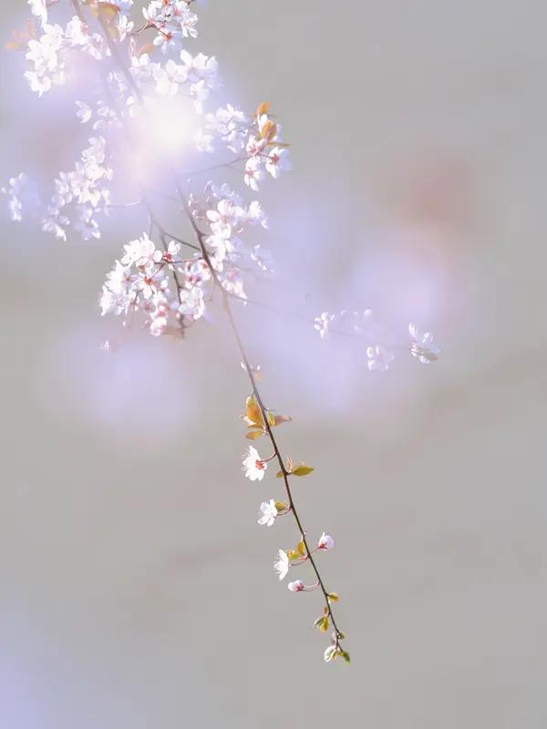 上联:秋雨无心敲落叶。请对下联春风有意暖花明