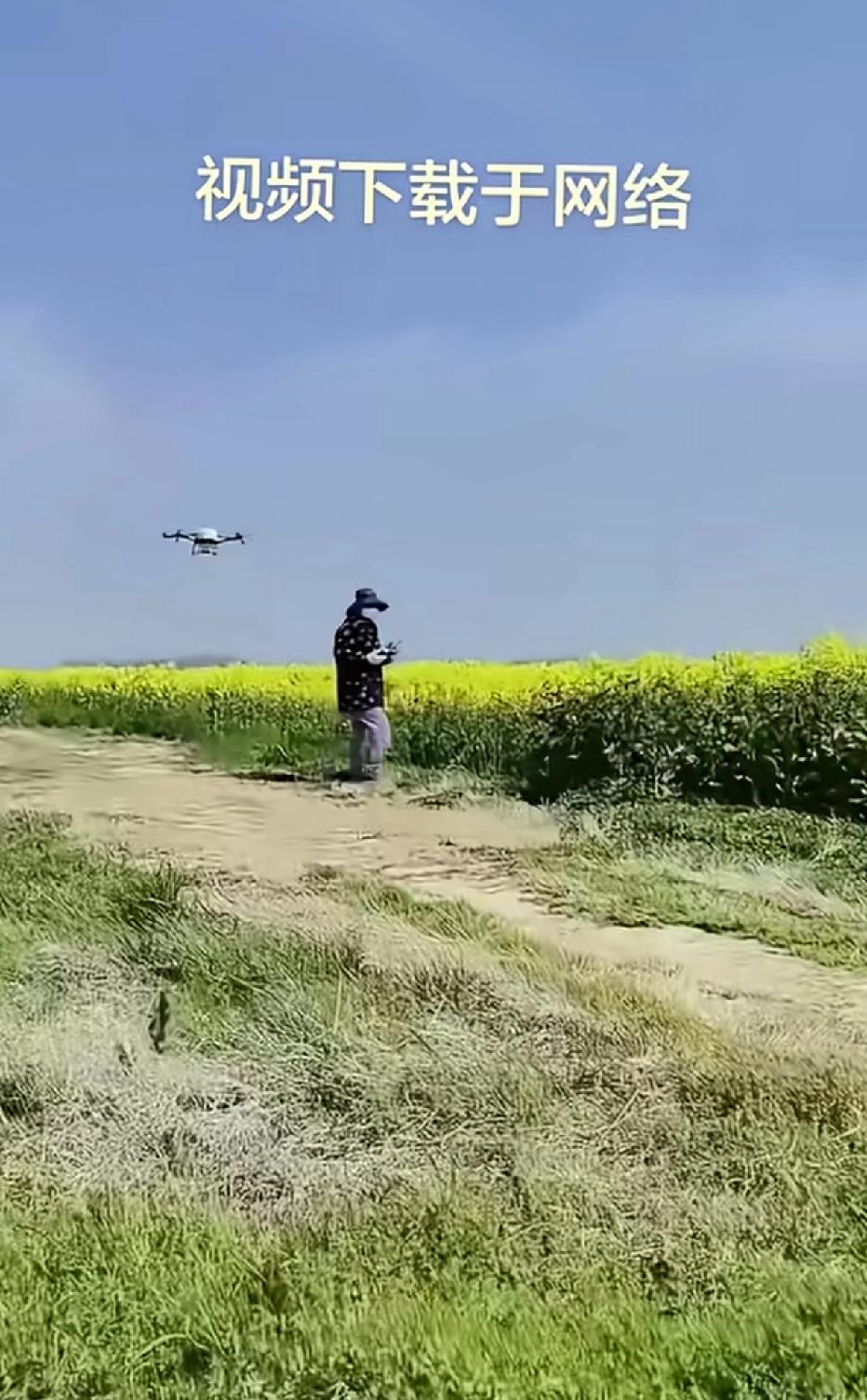 今年的油菜花到底打不打药？有的说需要打，有的说不需要打，关键是有一条说不通，