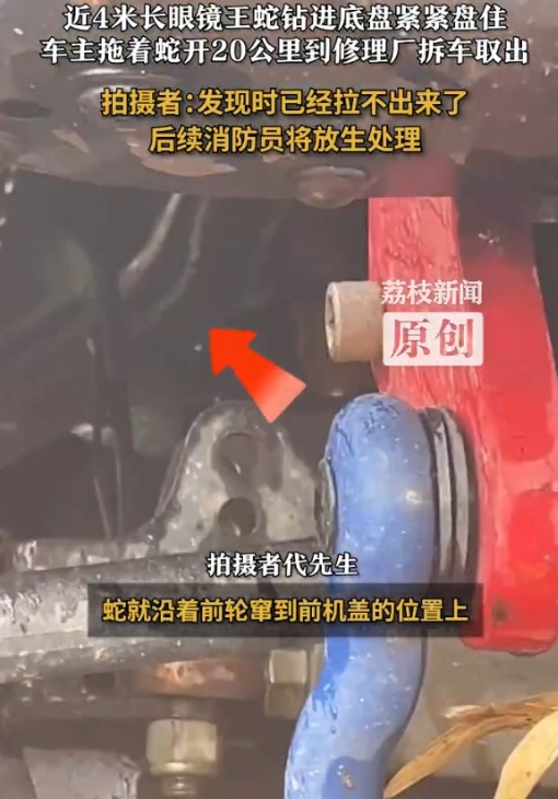 太吓人了！墨脱的公路上，男子驾车不小心压到一条近四米长的眼镜王蛇，蛇受惊后闪电般
