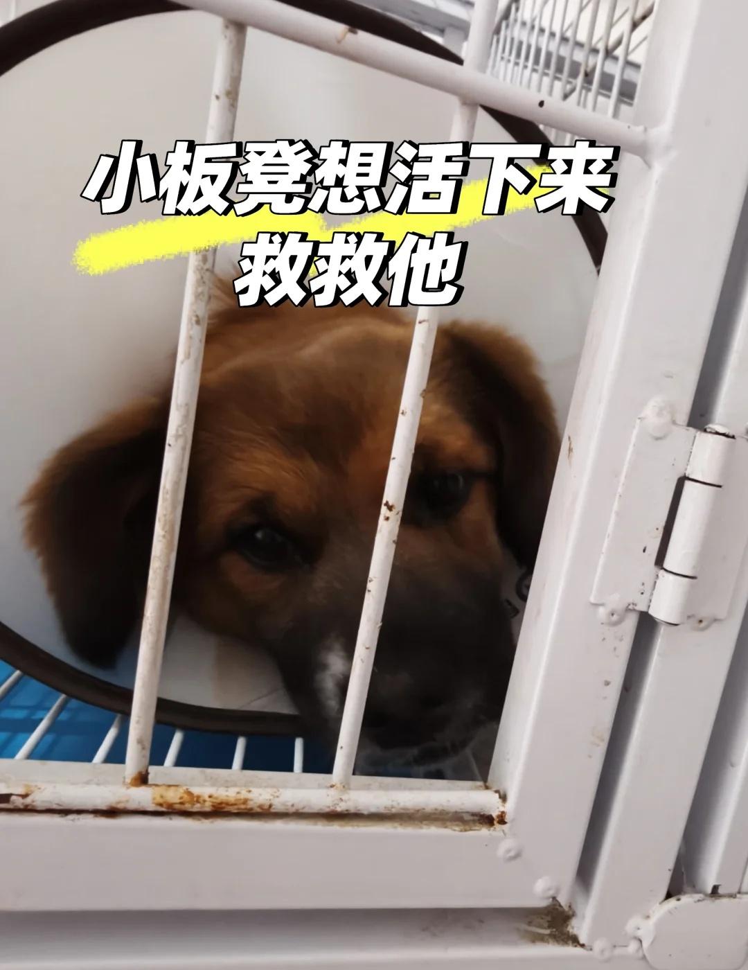 救救车祸小狗它叫黄板凳，一只一直生活在废墟砖头堆里的小流浪狗。它很乖，从不乱