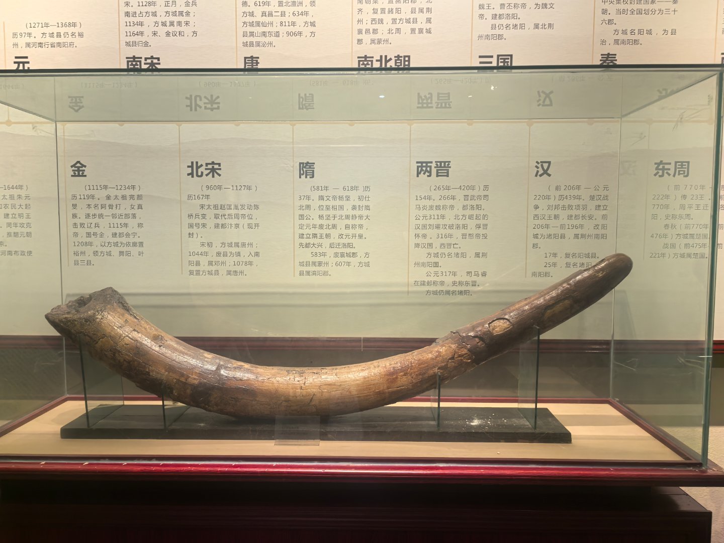 走进方城县博物馆，厚重的历史气息扑面而来。展柜里这根巨大的古菱齿象象牙化石，静静诉说着远古岁月，馆藏