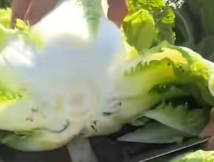 我们这有反向操作的，白菜太便宜，人工太贵，外地的承包商故意让外人散播消息，说白菜