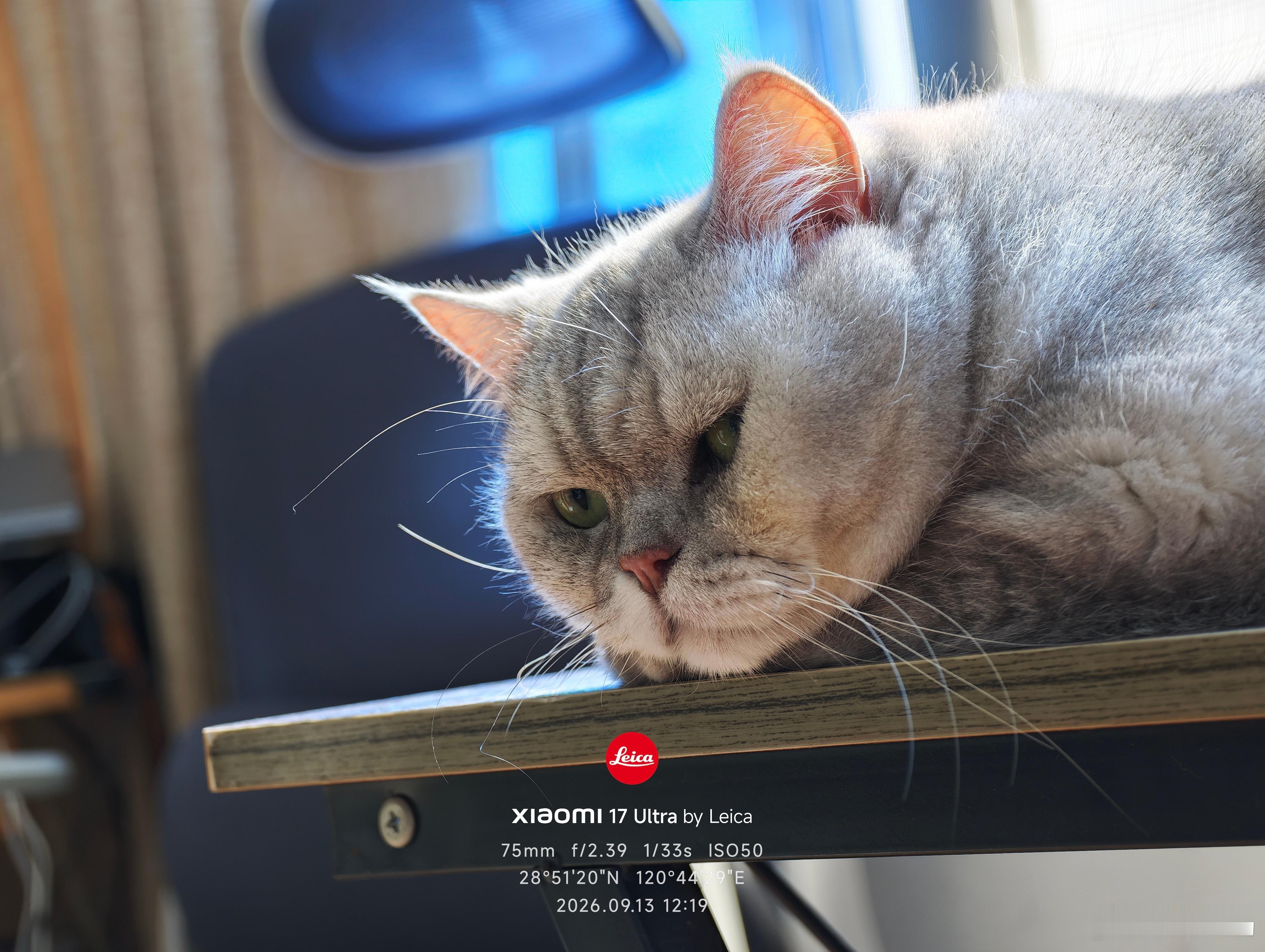 此刻的我，像猫一样慵懒。​​​