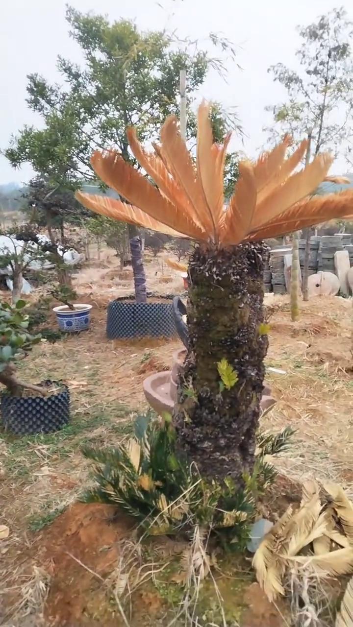 古董！古董！古董！全部是古董！这水缸，这是什么树？不动，不懂，我懂。最喜欢看这个