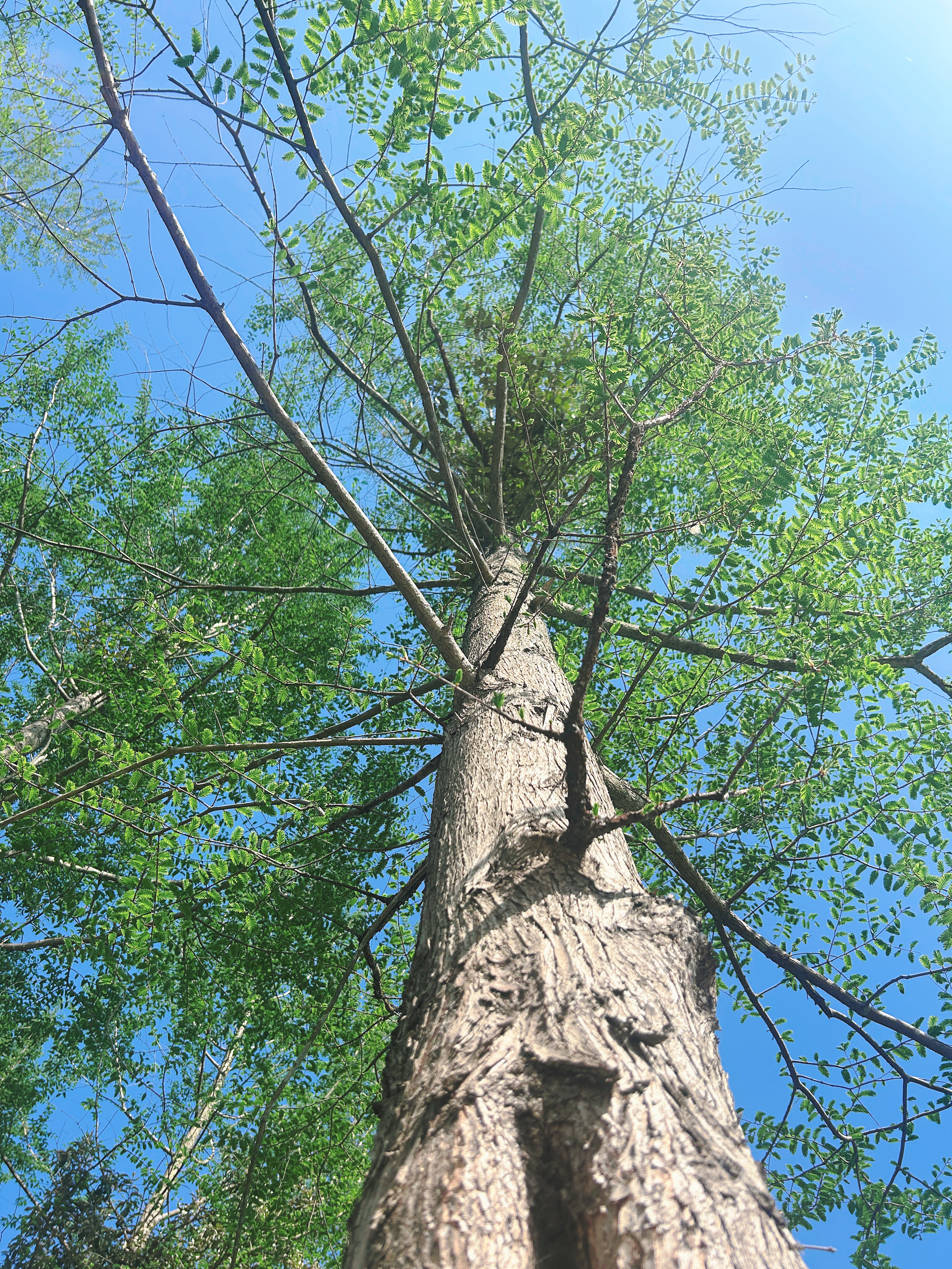 准备下山了！春天真的太美好了，风轻云淡，草木新生，满目皆是温柔与希望。春风拂过山