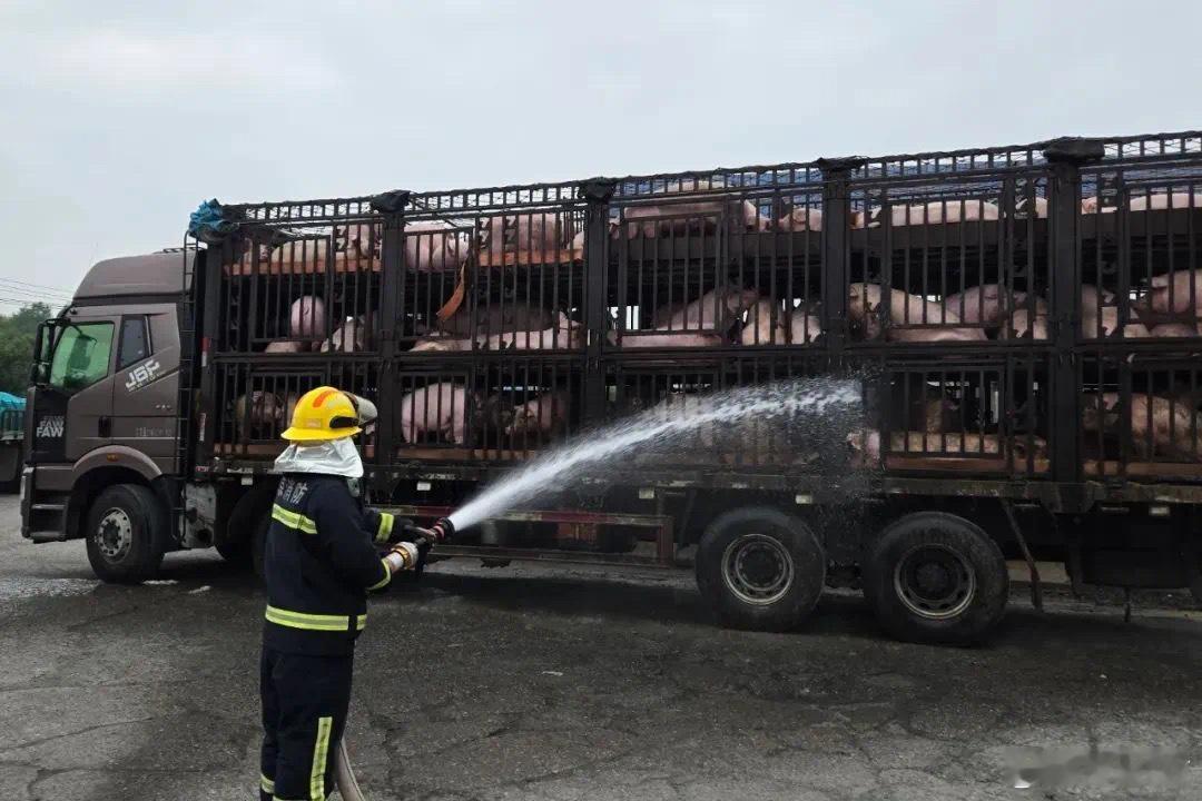 北京太热了，260头猪集体中暑……7月12日，北京高温黄色预警生效中，清晨，在北