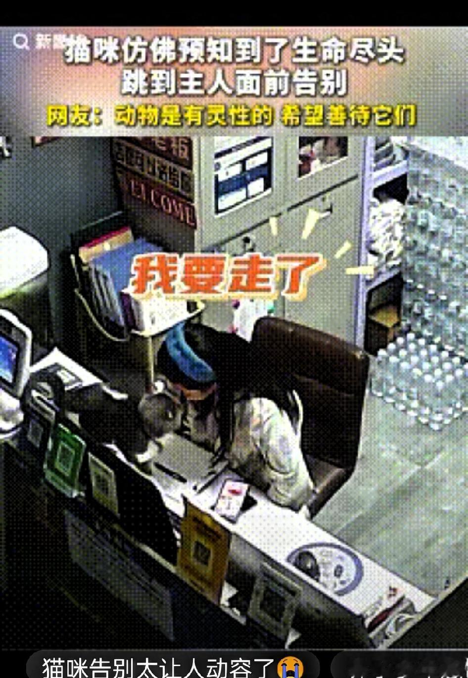 看哭了！山东，夫妻俩收养了一只流浪猫，已经养了有四五年了，夫妻俩在外偶遇这只流浪