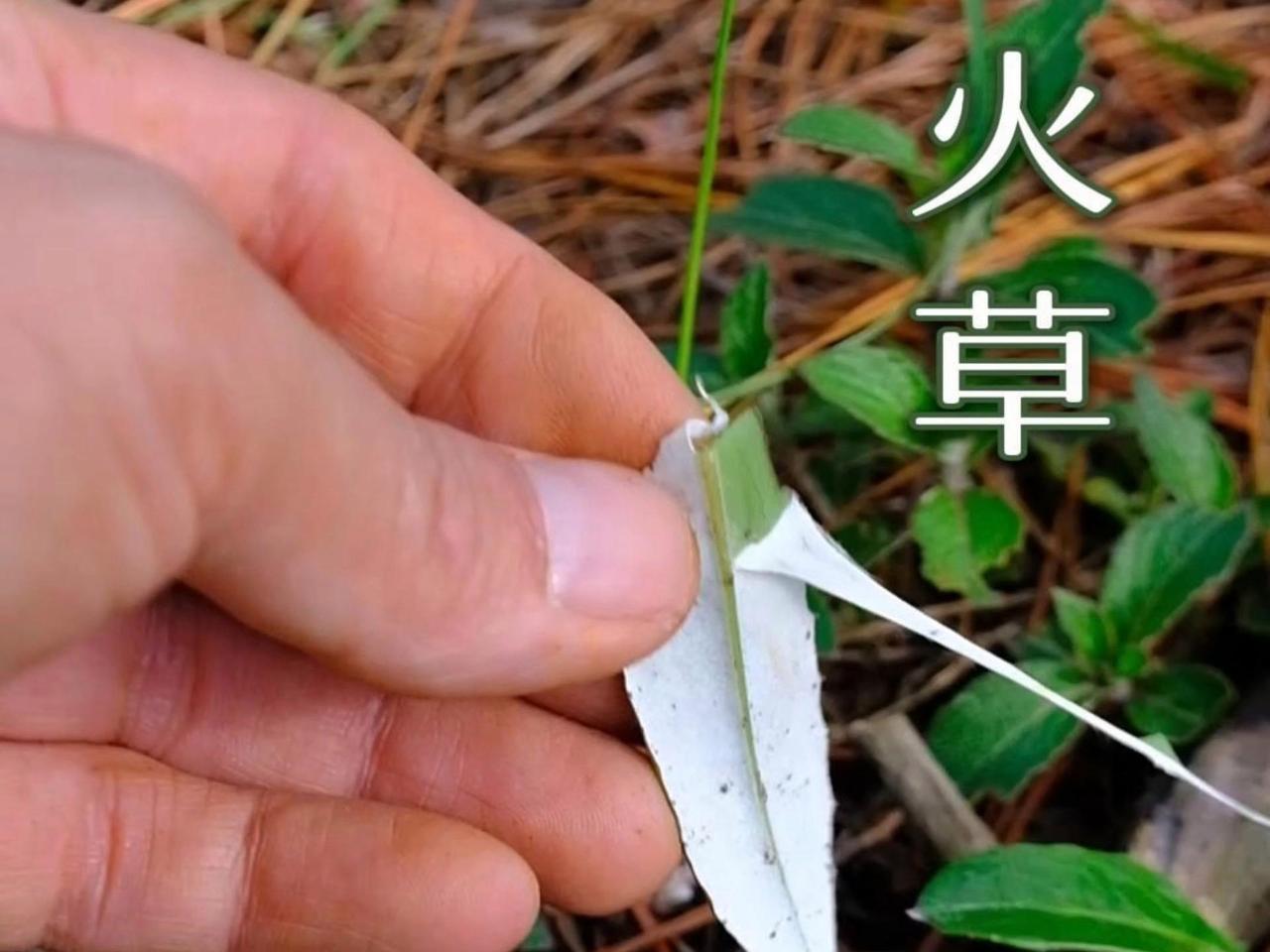 昂贵的火草衣火草衣价格不菲。火草生长在高海拔潮湿山坡和箐沟旁，每