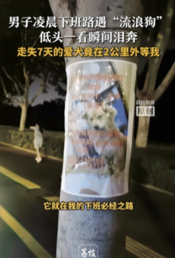 这就是缘分！”江苏宿迁，一男子凌晨下班被“流浪狗”缠上，低头一看瞬间泪奔，流浪狗