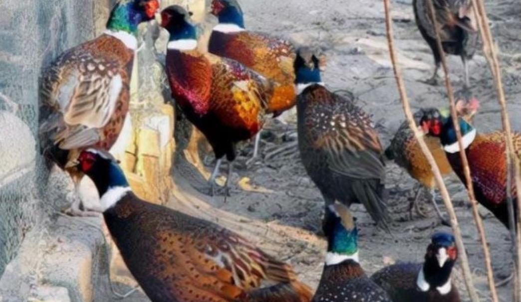 东北野鸡泛滥成灾，为何很少有人吃？当地农民直言：“别说吃了，我们甚至都不敢招惹它