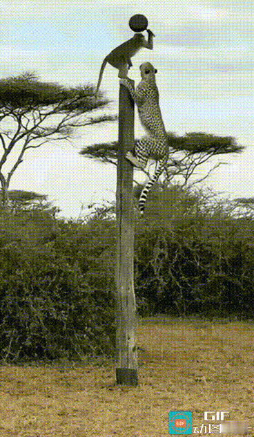 但凡你给猴子手里的平底锅换成个棍子之类的，我才不会一眼就看出来这完完全全就是AI