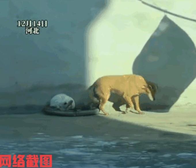 河北有狗狗和猫咪相处看来不错。这主人没有把它们分开，让它们还是挤在一个窝里睡