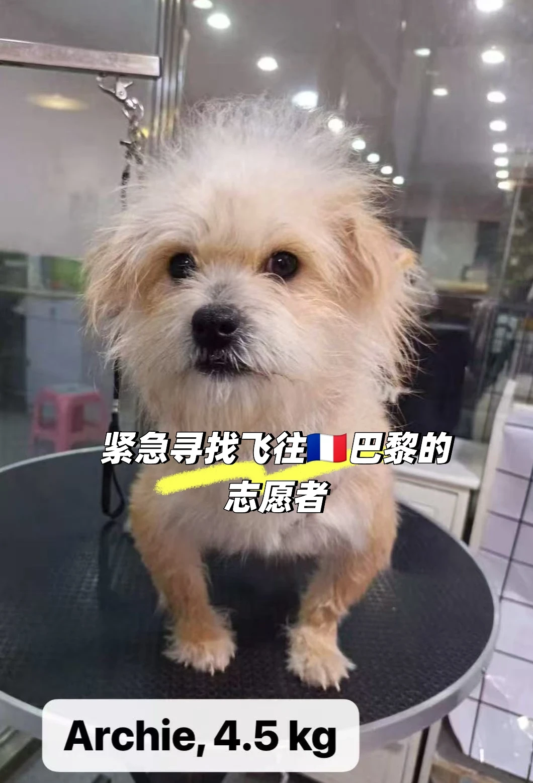 ✈️ 爱心志愿者！小狗Archie急寻飞巴黎搭便车