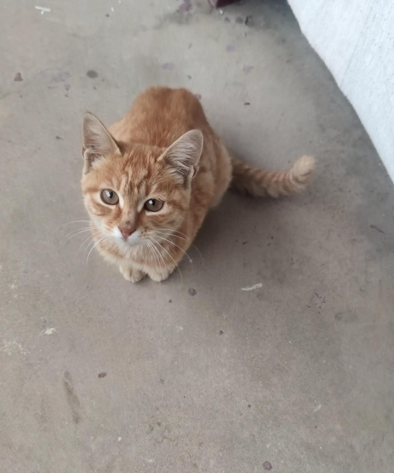 农村的流浪猫，两只小橘猫。虽然是流浪猫，胃口标准是一点儿也不低，喂了一点肉以后