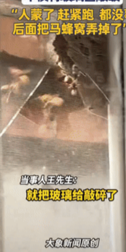 胆子真大！”北京一男孩拿衣撑敲打窗外的马蜂窝，没想到，竟把玻璃给敲碎了，只有窗纱