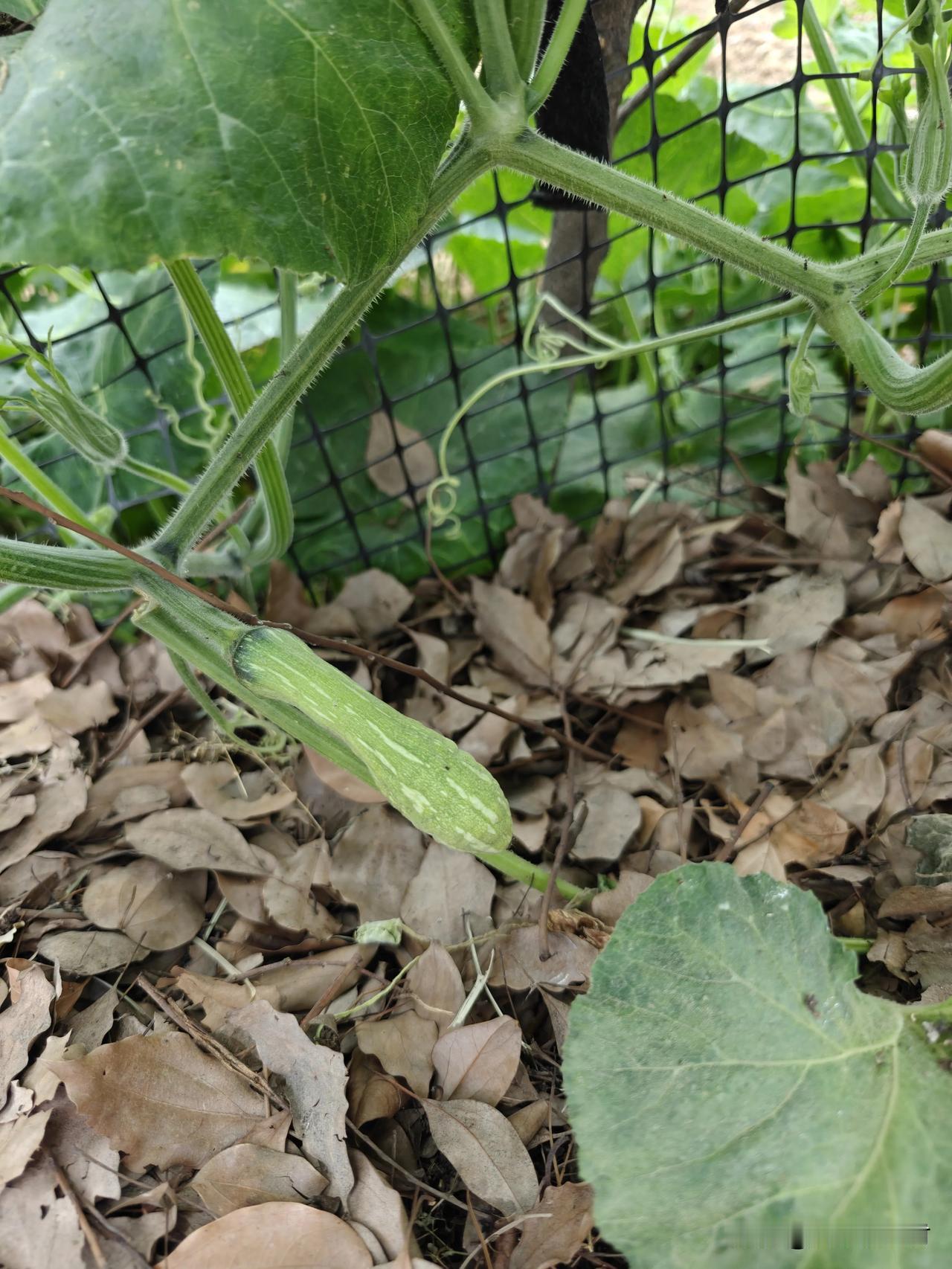自家种的南瓜，藤子长得绿油油的，可全程只开雌花、一朵雄花都不见。好不容易长出小