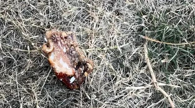 凌晨四点，一只拉布拉多在你小区草坪上口吐鲜血抽搐而死，眼睛都没闭上。然后你刷到这