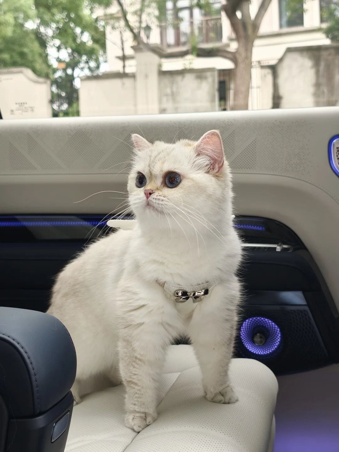 坐上小猫的副驾了🚗
