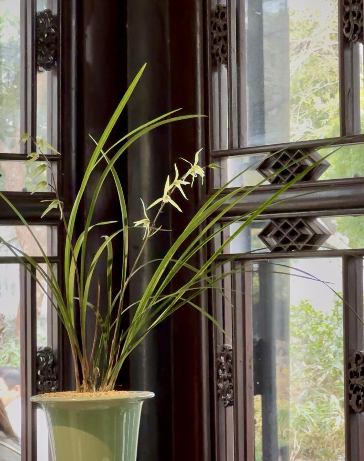 兰生幽谷，沐清风、饮晨露，从不与百花争奇斗艳。修长叶片如翠带轻舒，脉络分明间透着