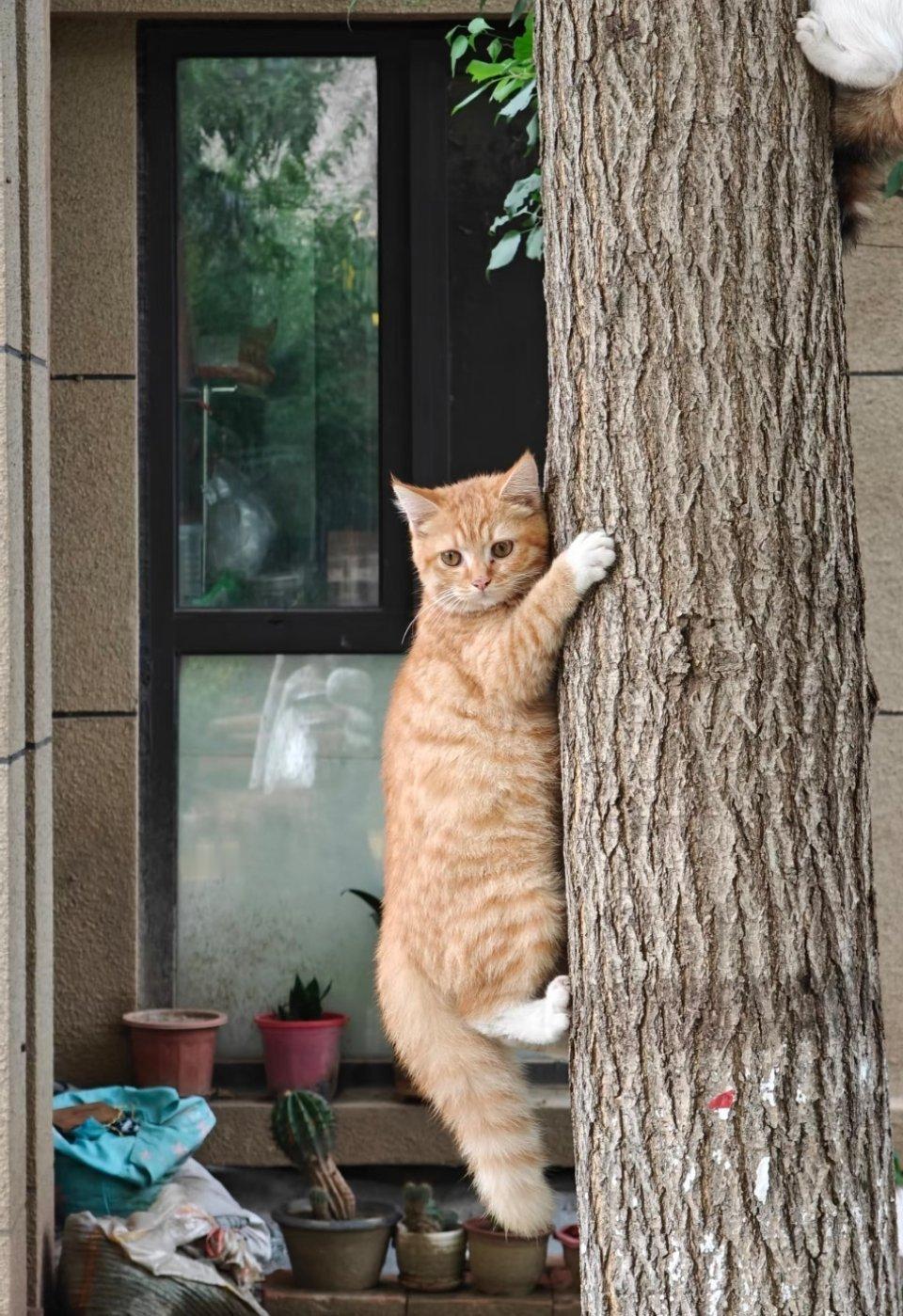 萌宠以为树上长猫了，结果是有人在遛狗，吓到猫猫们了。​​​