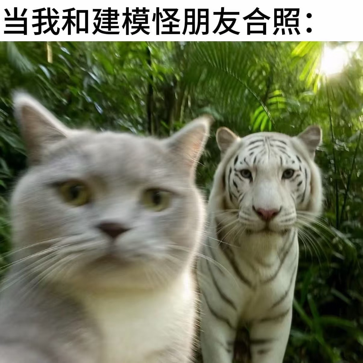 一些对生活毫无用处的猫meme