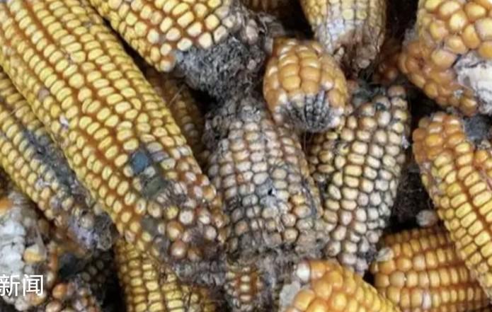 商丘38岁一农妇在“玉米脱粒”时接触了发霉玉米，出现头疼、咳嗽等症状，一家人都以