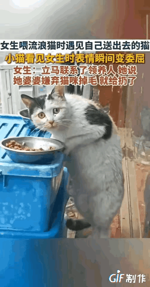 看完这段视频，心里久久不能平静。女子投喂流浪猫时，偶遇曾经送养出去的猫咪。小猫看