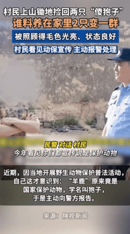 不能坐着等喂饭了！”据经视直播6月28日报道，在陕西，一村民上山锄地，竟然将两只