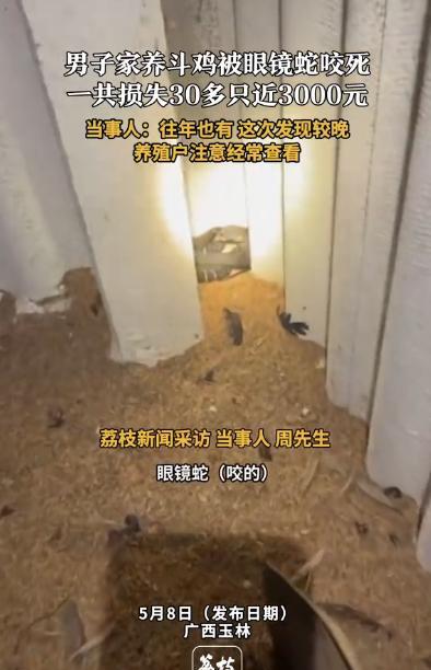 “这下亏大发了！”广西玉林，一男子家养了一群斗鸡，结果不知从哪钻进一条眼镜蛇，把