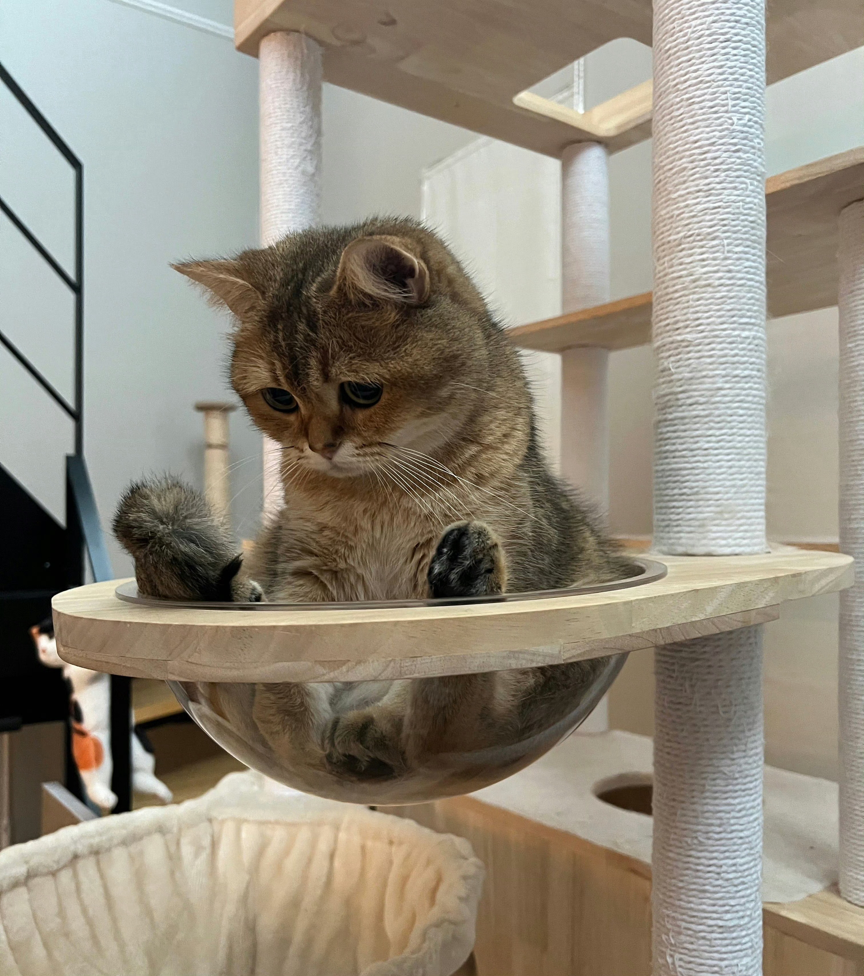 猫咪好像不开心☹️​​​