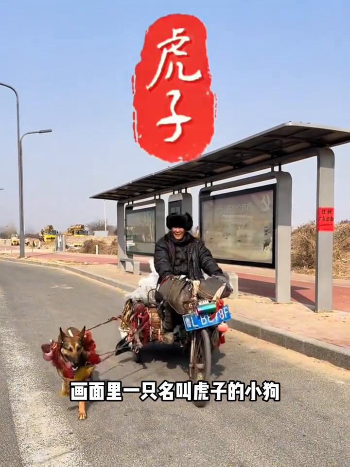 你可以轻轻划走，但请为这只与拾荒爷爷相依为命15年的狗狗虎子献上一朵电子鲜花。画