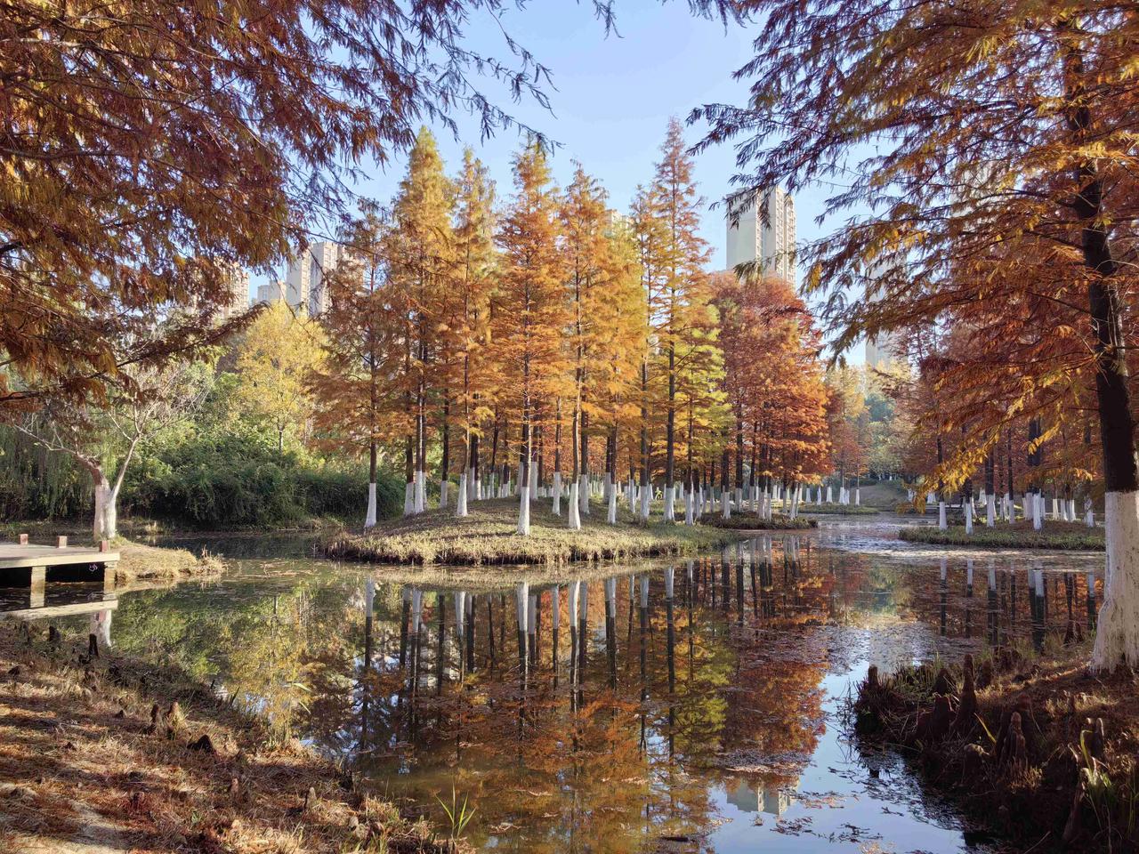 落羽杉用红棕的笔触，在天地间画下温柔的句点。是深秋，也是初冬。阳光漏过红