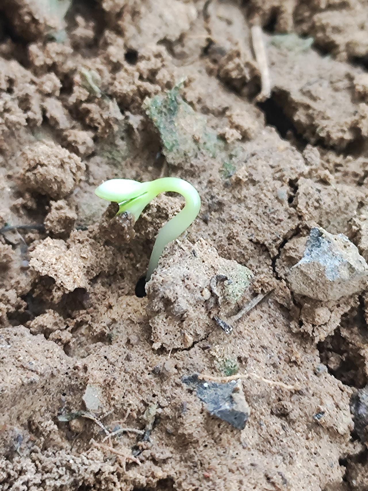 凤仙花发芽了8月8号种的，今早起来去阳台，发现已经发芽了。种子不要埋的太深，