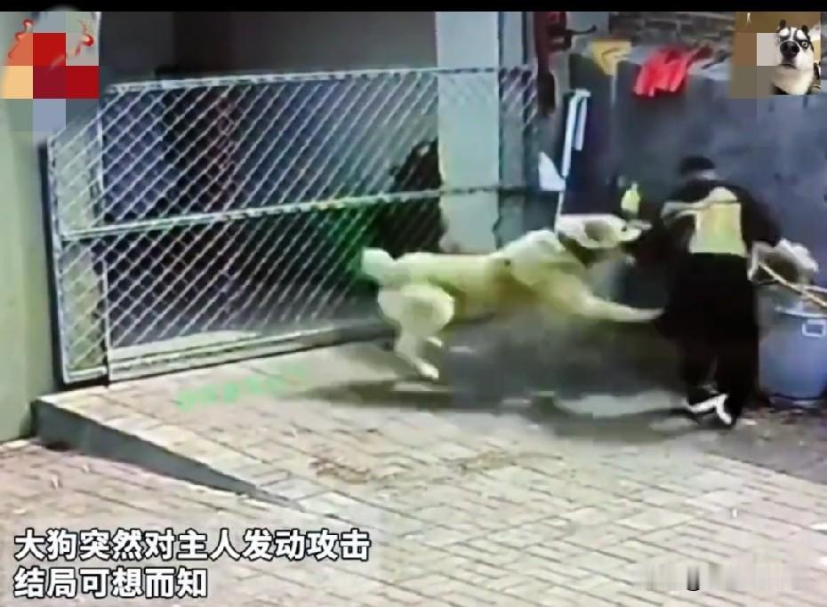 这个狗主人真“狠心”，竟然亲手把自己的狗勒死了！男子养了一条大狗，平时对其宠