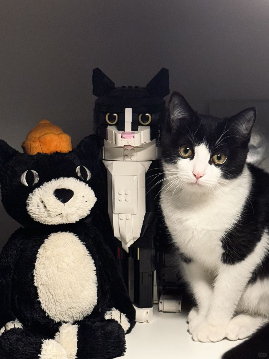 谁才是真正的小猫？🐈‍⬛​​​