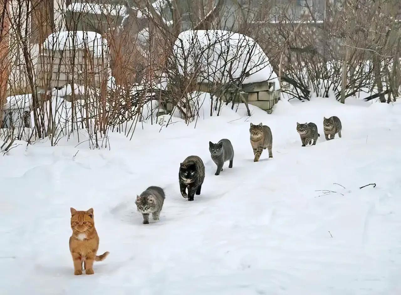 第一批回村的猫已经和村里的混熟了！