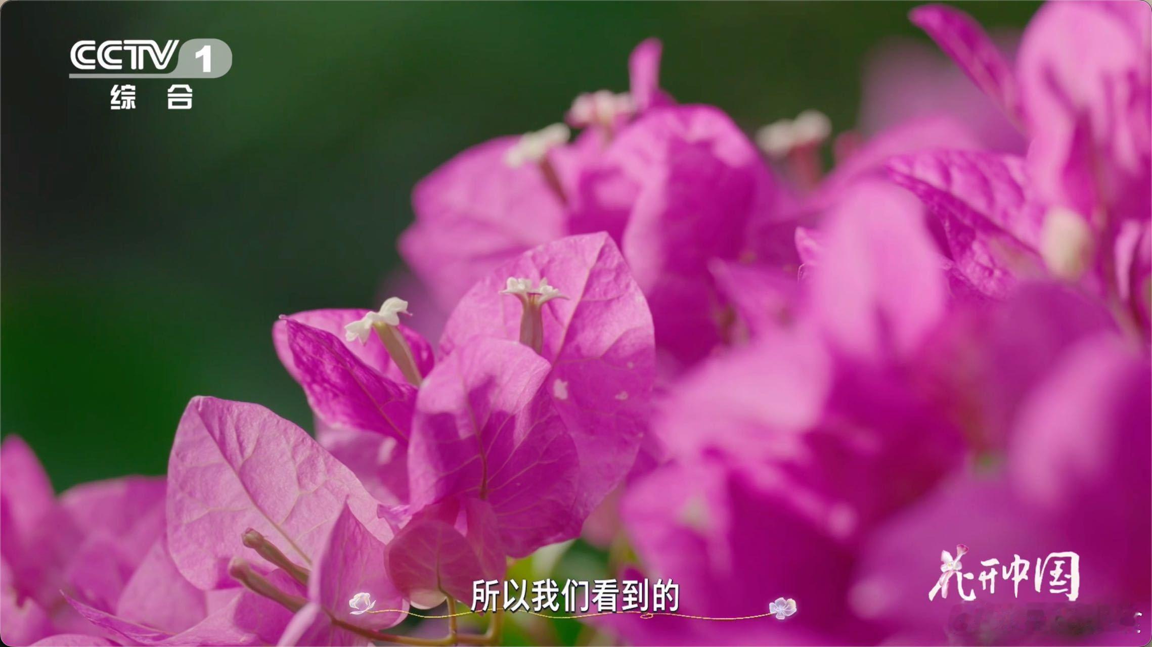 以为是花其实是五颜六色的叶子从刺里开出的花原来三角梅那鲜艳的“花瓣”其实是变态