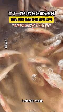 科学都解释不清了！黑龙江，女子看到冰柜里有冻了一年的老头鱼，就想着拿出来化一下做