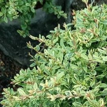 种植🌿小丑火棘的养护方法1.环境与选址（1）喜光性：小丑火棘喜欢充足的阳光，