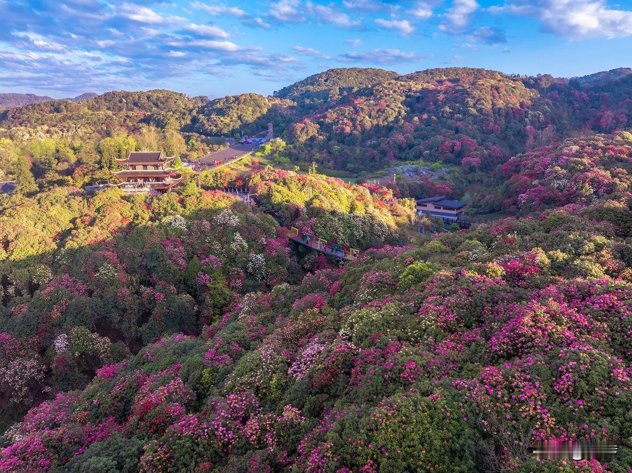 百里杜鹃：踏青赏花正当时