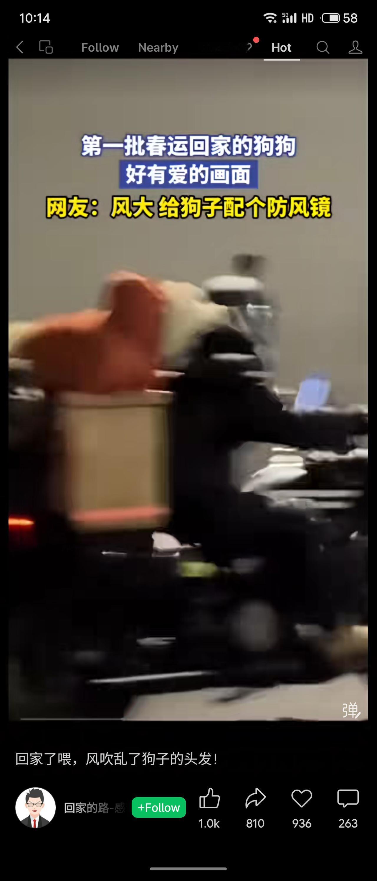 狗狗随主人踏上春运归途，风中毛发飞扬的画面温馨有爱，网友趣评“需配防风镜”。这折