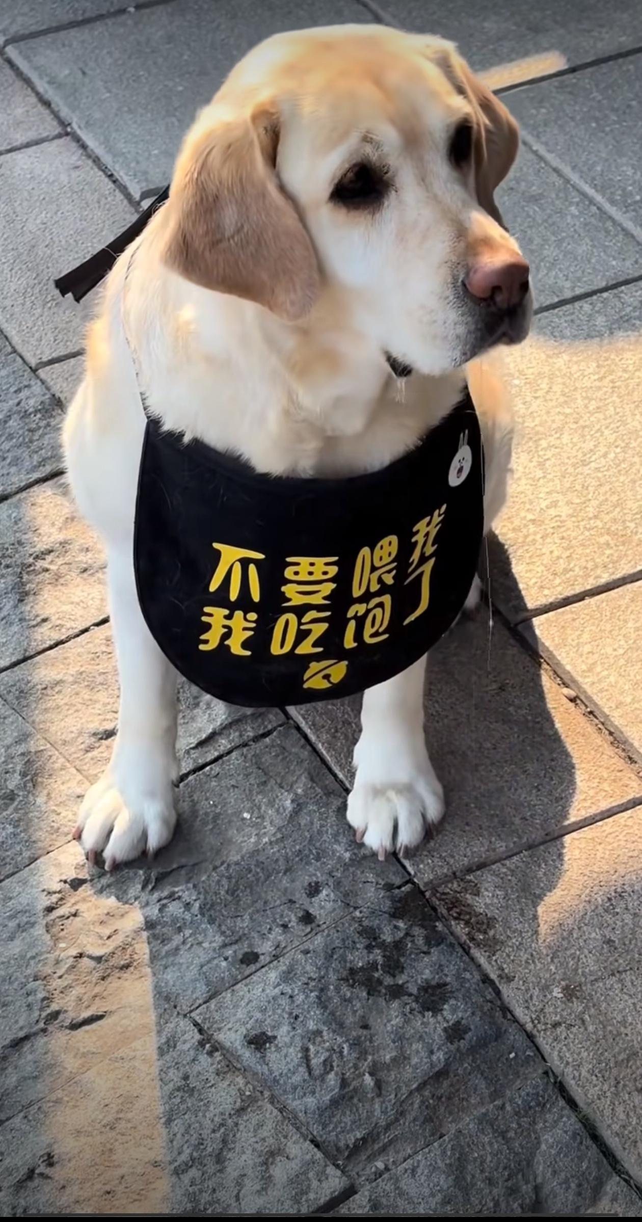 狗狗吃了不识字的亏。