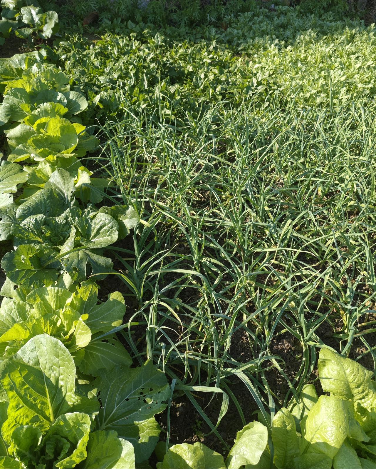 家里有块小菜园，以前是老伴侍弄，我只管吃菜。退休后，我主动承担了菜园任务