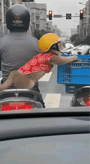 🔥笑不活了家人们！这猫的脾气也太爆了吧！大哥骑着电动车带猫咪出门兜风，等