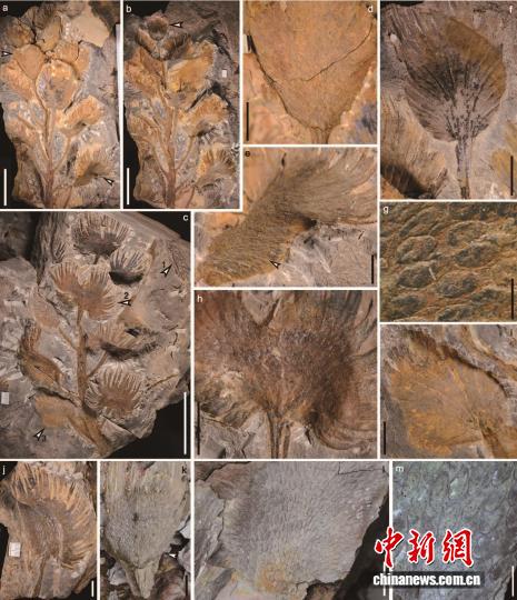 中国发现3.6亿年前种子植物新属化石 最早叶生胚珠至少前推4000万年