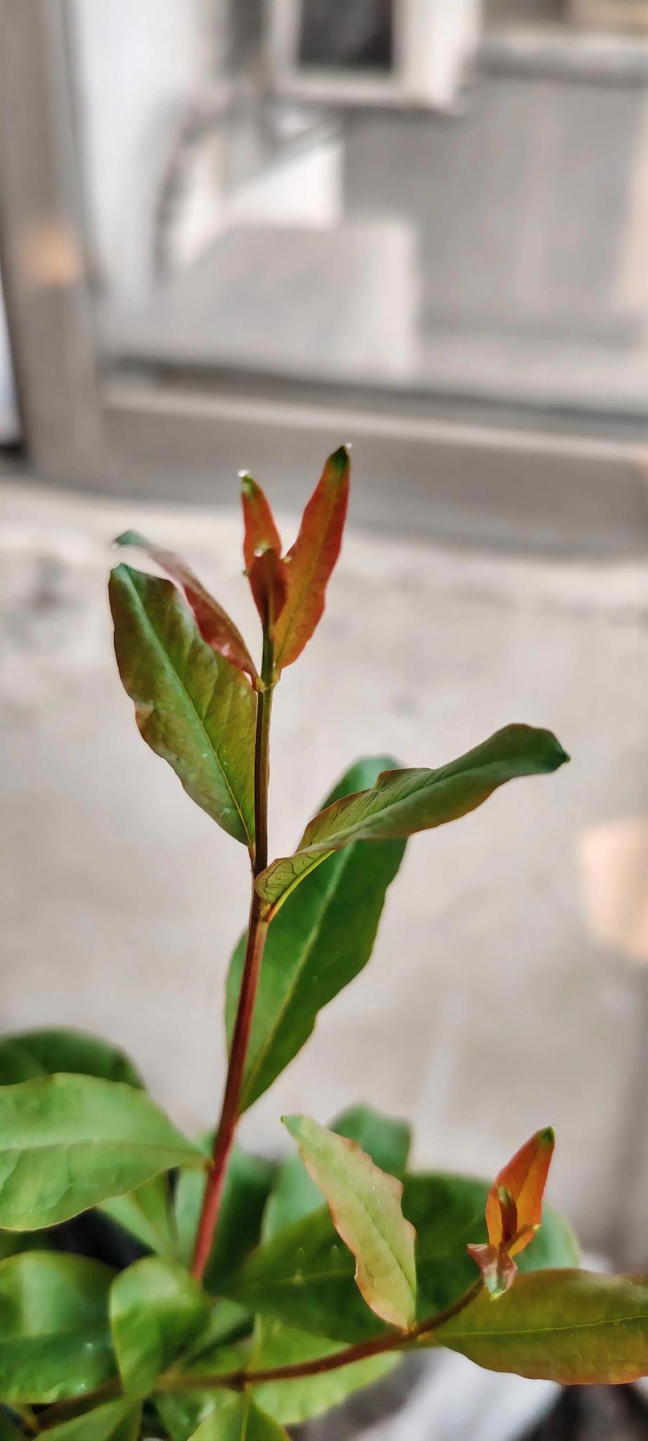 今天又长见识了：石榴泌蜜。前几天发现石榴叶尖有晶莹剔透的小水珠，还以为是哪个给石