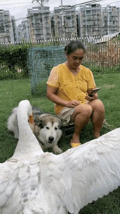 狗狗和大鹅不知道结了什么仇？当着主人的面就打起来，主人费了好大的劲才把它们拉开。