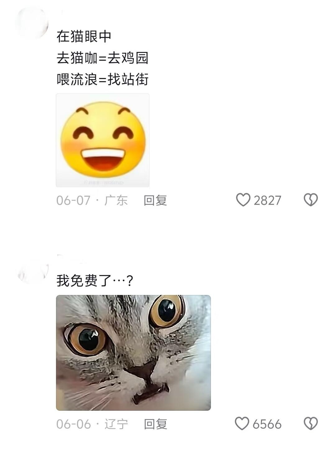 猫:你没有一点人味了😱 ！！！ ​​​