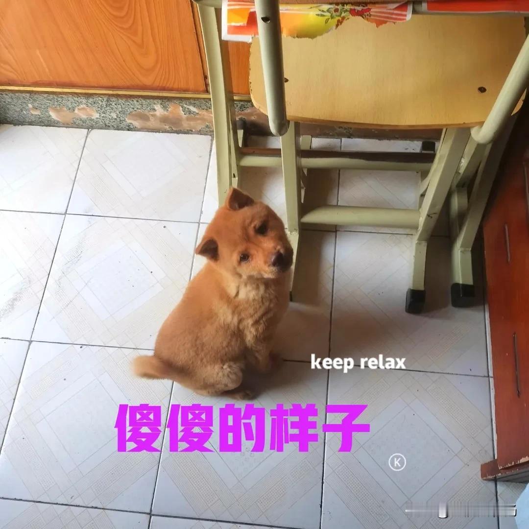 花了一千块钱，在网上买了一只中华田园犬，女儿喜欢的不得了。小狗虎头猫耳金钱尾，性